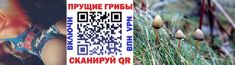 купить наркотик  Сорочинск  дарк нет официальный сайт  Псилоцибиновые грибы Cubensis 